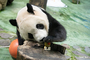 暑假放電指南！十大熱門景點出爐 「木柵動物園」奪冠當選人氣王