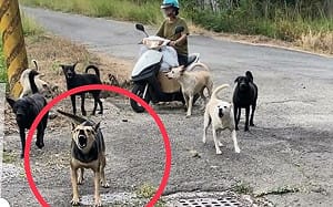 高雄馬頭山遊蕩犬群聚為患    嚴重威脅生態環境、野生動物及居民安全  