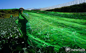現場直擊》巴威颱風來勢洶洶    高山高麗菜農鋪網蓋菜防颱