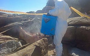 金門沙灘出現海漂豬屍！應變中心確認為非洲豬瘟 豬肉禁運本島1週