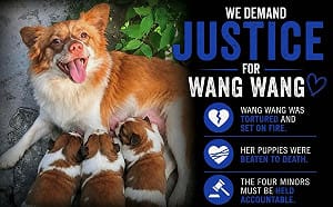 中國廣東揭陽市4少年殘忍虐殺母狗、幼犬！ 全球串連聲援「旺旺」