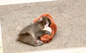 遭棄養抱猩猩玩偶爆紅!日本獼猴Panchi今滿1歲 逾2500張賀卡湧入動物園