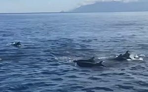 (影)罕見畫面曝！龜山島外海早晨剛遇海豚群 傍晚再迎「偽虎鯨」突襲