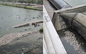 高雄後勁溪再爆死魚潮！大雨致缺氧是主因 環保局再揪5餐廳排污