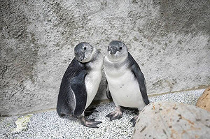 萌度爆表！台北動物園企鵝三寶亮相 兄弟檔黏踢踢、老大游泳特訓中