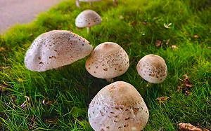 高雄安全島「這幕」太獵奇！19朵巨型白菇冒出 圓潤飽滿超療癒