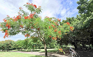 夏末限定美景！新北大漢溪畔鳳凰木盛開 紅花沿河岸綻放成花海  