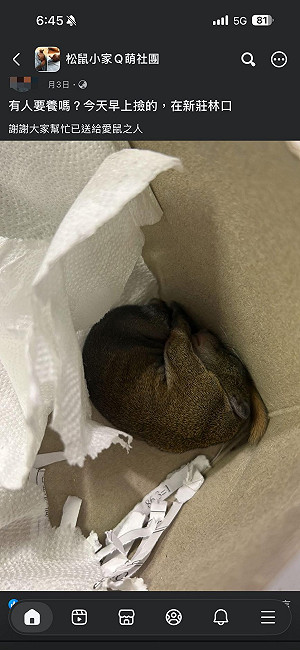 2萬人臉書社團淪黑市！驚見「徵松鼠、私訊賴」 動保處：非法飼養最高罰30萬