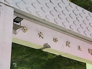 成大「窮理致知」牌樓遭撞！意外掀兩派網友論戰