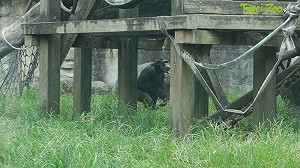 全員逃跑中！驚傳黑猩猩結伴翻牆脫逃 台北動物園證實