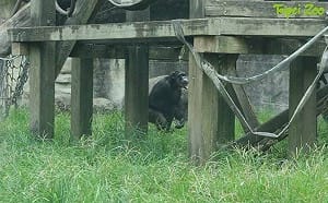 全員逃跑中！驚傳黑猩猩結伴翻牆脫逃 台北動物園證實