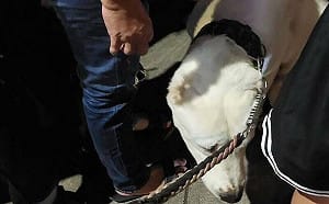 牽牧羊犬逛瑞豐夜市 母女被嚇到逼道歉！網友氣炸：家教很重要