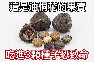北市14學生誤食油桐果實送醫！醫示警：沒有專屬解毒劑