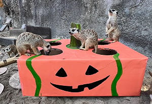 壽山動物園萌鬼派對10/24登場 親子變裝免費入園、內門野森動物嘉年華遊行