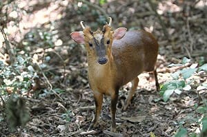 進擊的台灣山羌！從動物園逃脫後繁殖近9萬隻 茨城祭3萬日圓獎金捕捉