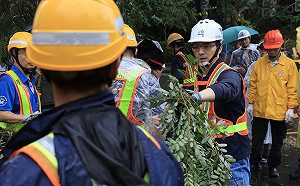 PO蔣萬安清路樹照 王鴻薇嘆：網路造謠已造成市民危害