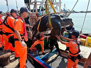 意外的稀客！高雄外海漁船誤捕218公分巨型革龜 跨單位出動吊臂海放