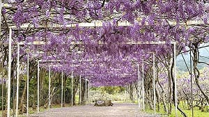 (影)淡水紫藤花園宣布停業！創辦人嘆「8年狂遭檢舉開罰」：被當通緝犯對待