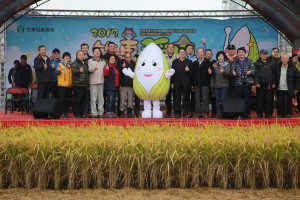 體驗大型稻田迷宮  五千遊客瘋烘窯