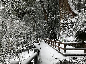 拉拉山持續下雪 沒裝雪鏈禁止入山