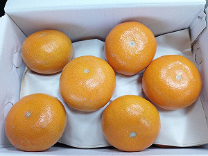 大吉大利好彩頭 茂谷柑色鮮汁甜紅到國外去了