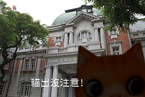 貓出沒注意！小猫巴克里兒童節現身臺文館