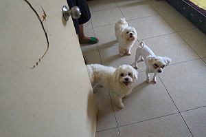 家庭繁殖犬隻網路販賣圖利 動保所祭出10萬元重罰