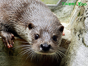 水獺粉絲照過來！動物園首次繁殖歐亞水獺成功