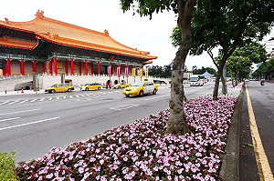 夢幻力爆發！婚紗街粉紅色花海綿延90公尺