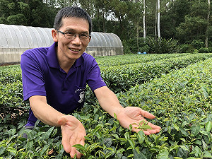 期間限定！林口龍壽茶限量開賣