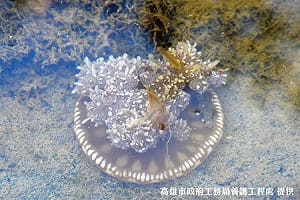 公園裡有倒立水母！唯一水母湖在林園海洋生態公園