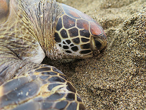 「索隆」成功重回大海！世界海龜日一同守護野生動物