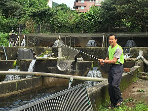 新北抽驗未上市水產品 31件全過關