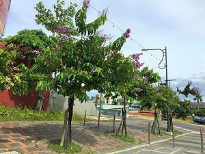 整年賞花不間斷！台中市41處絕美地點大公開
