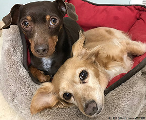 飼主快看！未定期施打狂犬病疫苗最高罰15萬