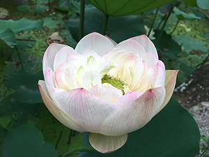 夏季代名詞大力綻放！故宮旁盛開荷花睡蓮奪目光