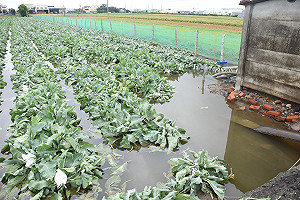遭豪雨轟炸！中南部農損高達1598萬