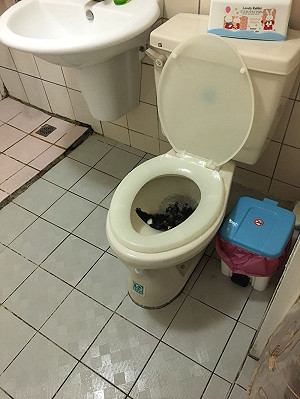 驚！馬桶飛出「鳥」 女大生嚇歪：現在如廁有陰影