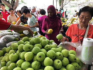 高雄番石榴受歡迎 追加800箱銷新加坡