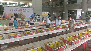 台中東勢高接梨評鑑 農友黃政乾榮獲第一名