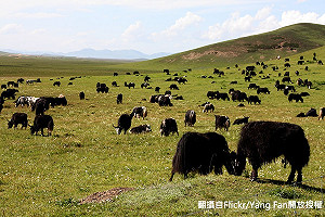炭疽肆虐中國肆虐 黑龍江、內蒙古疫情頻傳