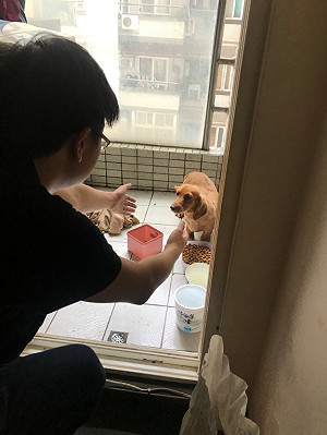 打罵毛小孩！不當管教小心引來動保法懲處