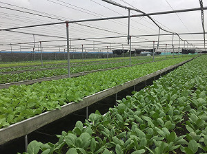 台北果菜市場蔬菜到貨充足 交易價較昨日下跌5.6元