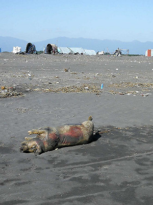 宜蘭五結海驚見死豬 防疫人員緊急消毒