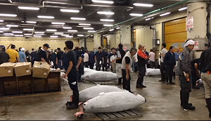 豐洲市場首辦新年黑鮪魚競標 拍出築地最高紀錄兩倍