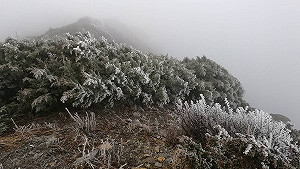 玉山仍不下雪僅見霧淞！破66年最晚初雪紀錄