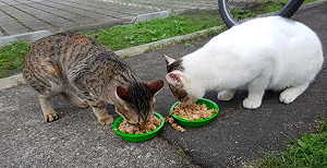 新北猴硐傳貓瘟 動保處：疫情若擴大將考慮封村