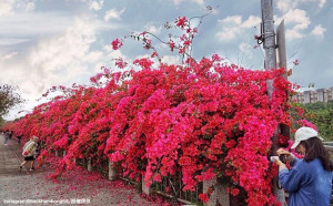 春天就是要賞花！沒說你不知道的初春5大花海大公開
