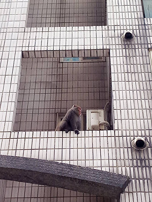 獼猴誤闖基隆住宅社區 動保所出動麻醉槍捕獲