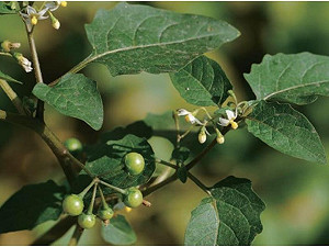 野花野草別亂吃！帶你認識食物與毒物的距離